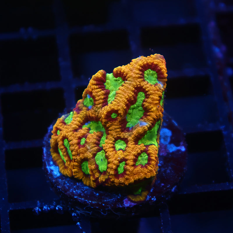 TCK Burning Rim Favia