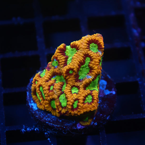 TCK Burning Rim Favia