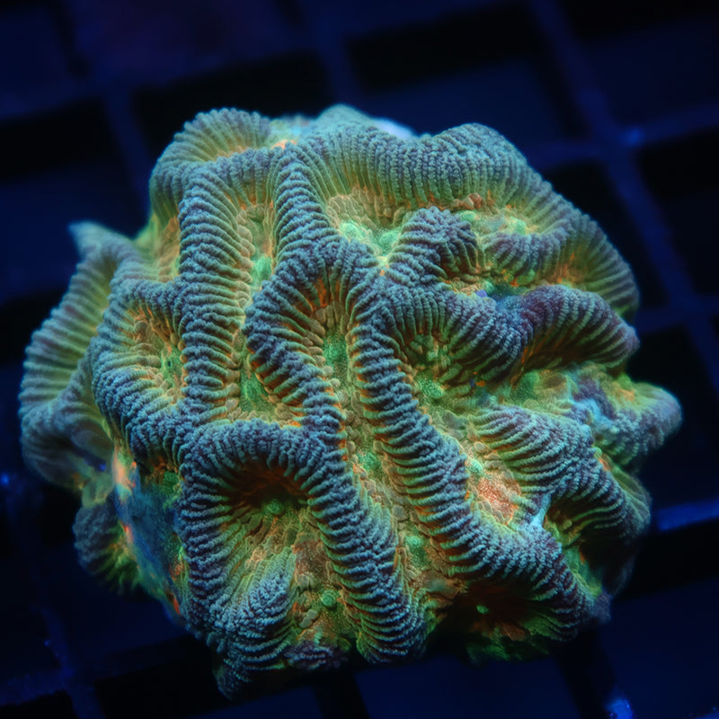 TCK Rainbow Platygyra