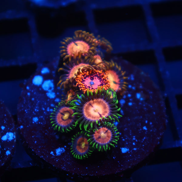 Awesome Mix Zoa