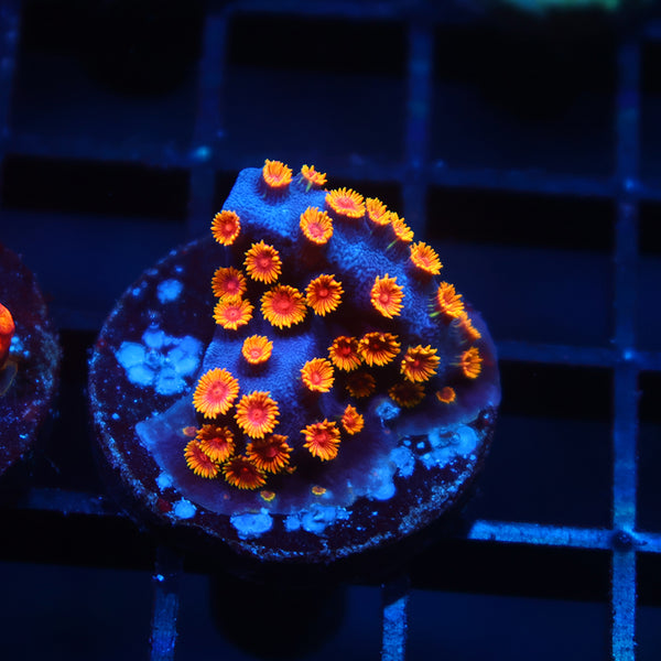 WWC Bizarro Cyphastrea