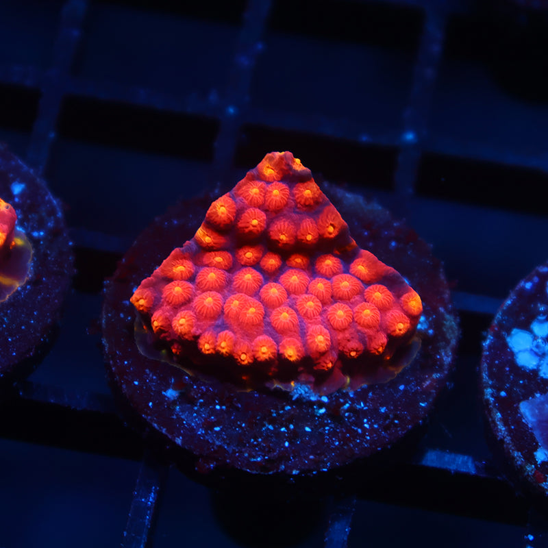 TCK Rainbow Abstract Cyphastrea