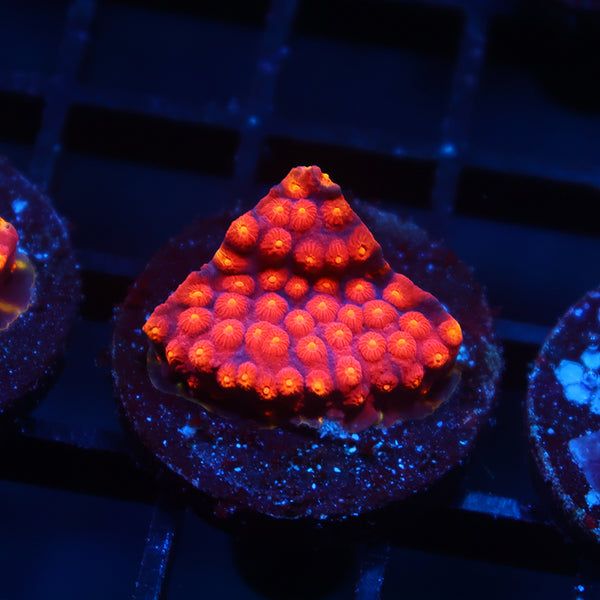 TCK Rainbow Abstract Cyphastrea