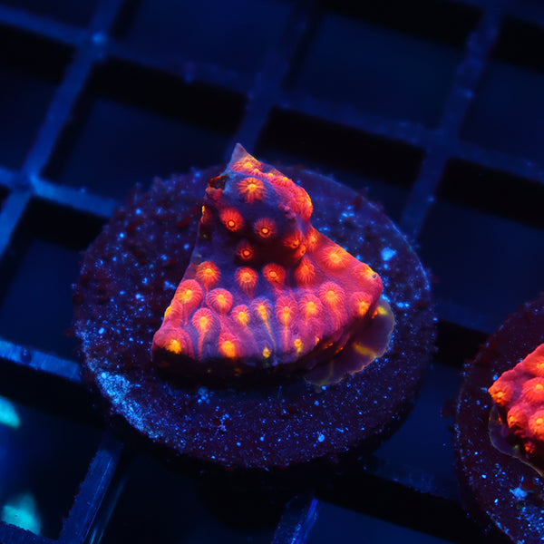 ARC Monet's Madness Cyphastrea