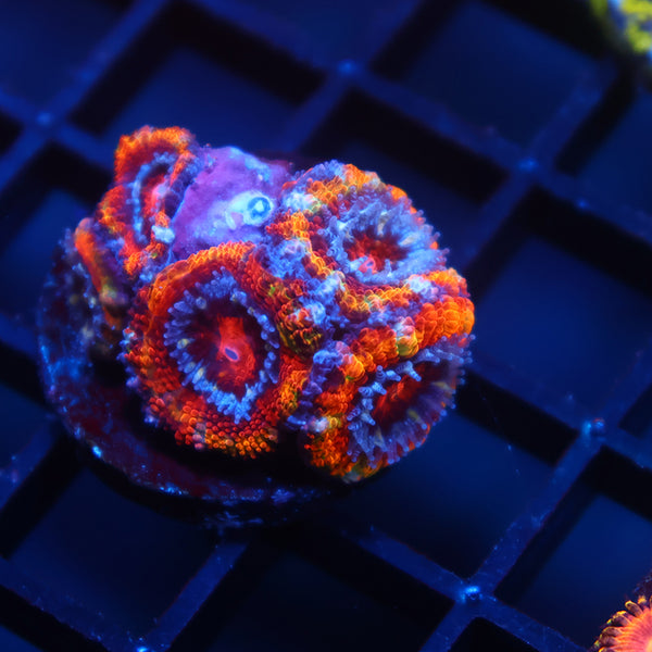 TCK Rainbow Acan Lord