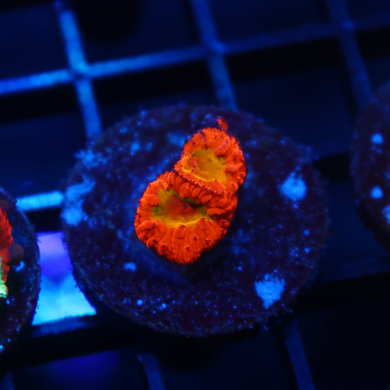 WWC OG Rainbow Blastos