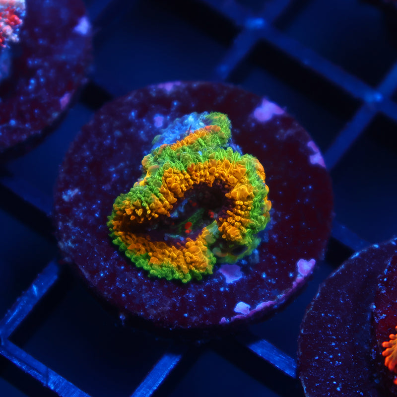 TCK OG Mardi Gras Acan Lord