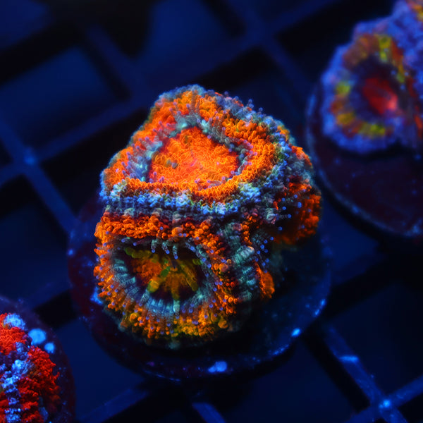 TCK Awesome Orange Acan Lord