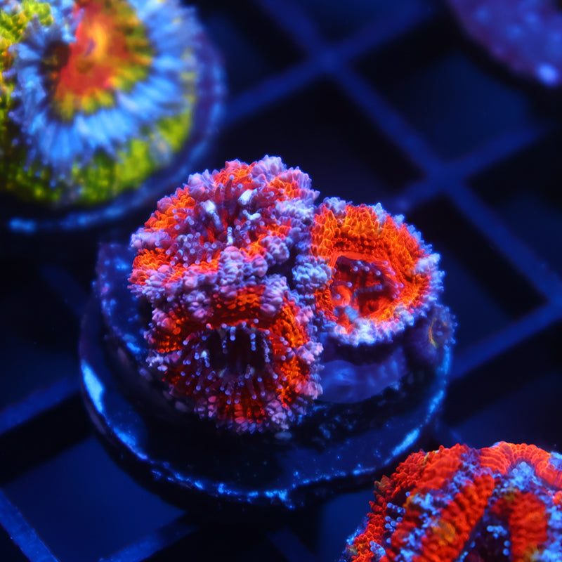 TCK Rainbow Acan Lord