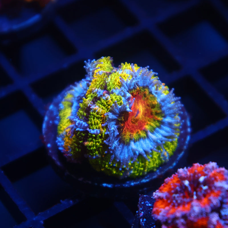TCK Insanity Rainbow Acan Lord