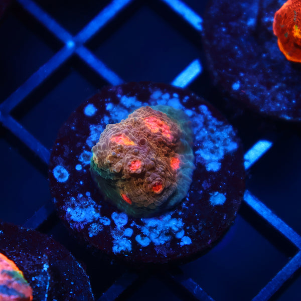 OG Purple Urkel Chalice