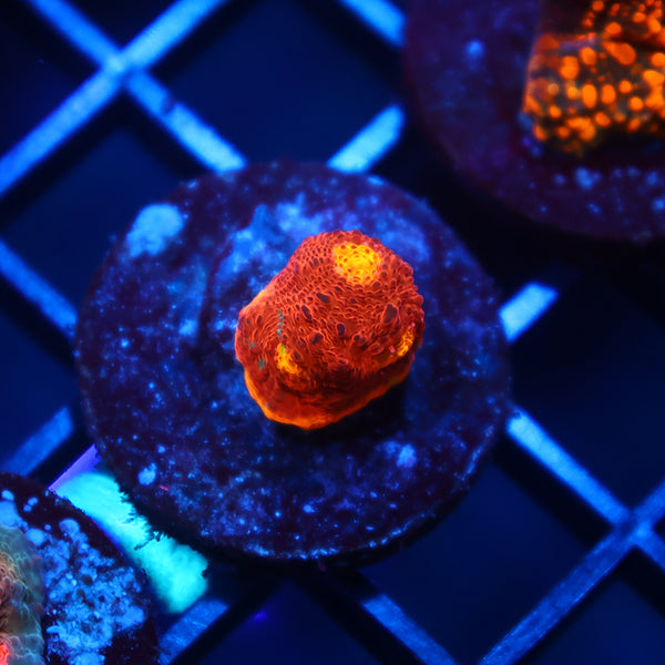 TCK Amazing Rainbow Chalice Red Side