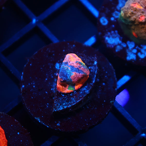 TCK Rainbow Sunrise Rim Chalice