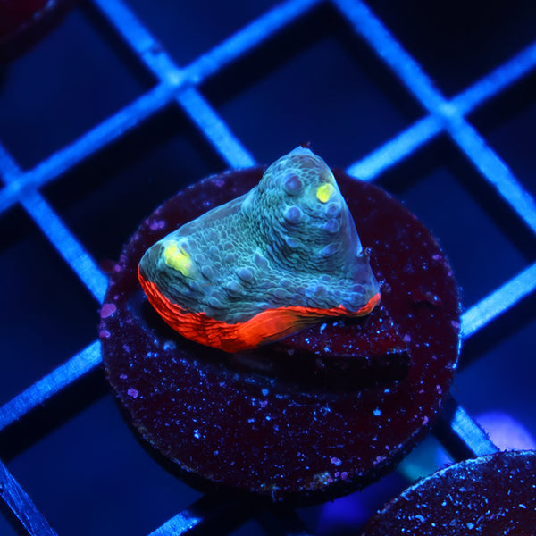 TCK Whirly Pop Chalice