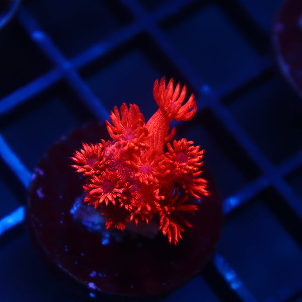 TCK Alec's Insane Glitterbomb Goni