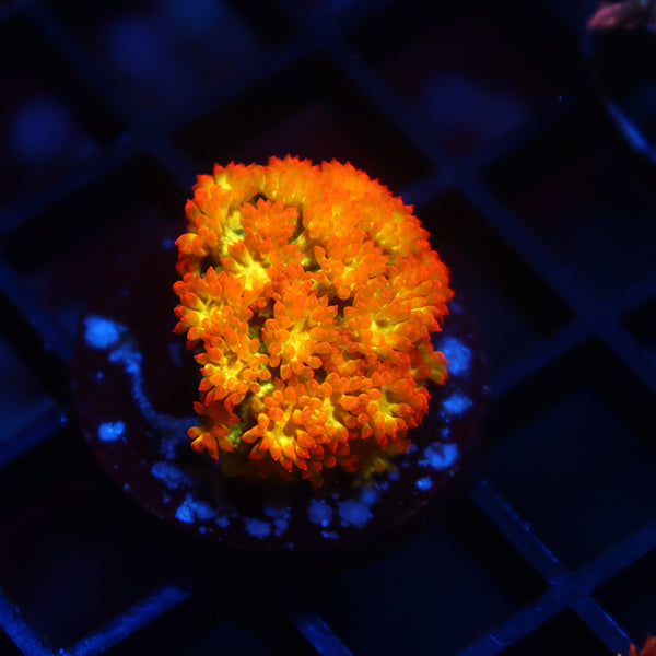 TCK Combustion Goni Bernardpora