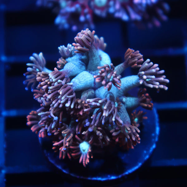 TCK Rocket Pops Goni