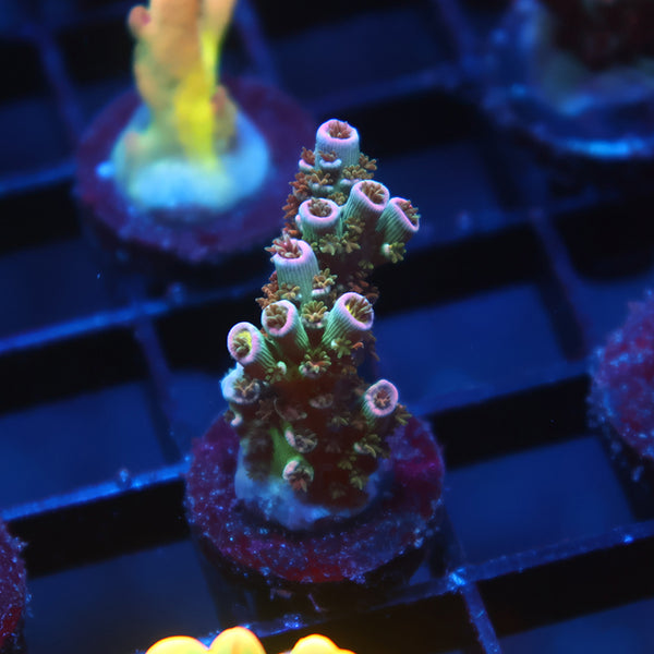 TCK Bubbleyum Tenuis