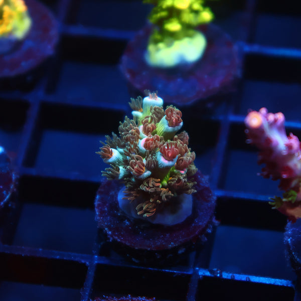 TCK Sweet Candy Tenuis