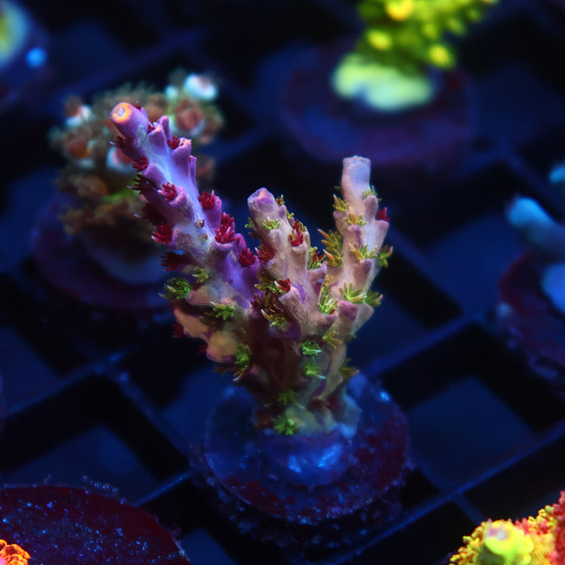 TCK Grafted Kaleidoscope