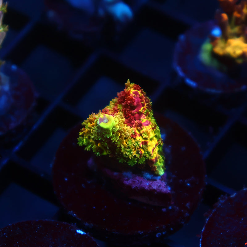 RRC Rainbow Splice Cookie