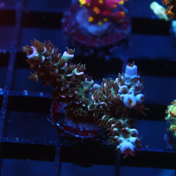 TCK Lemonfire Tenuis