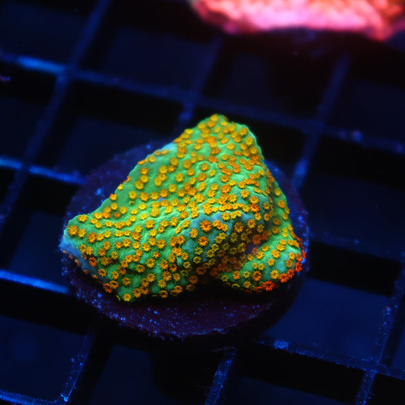 TCK Rainbow Roads Monti