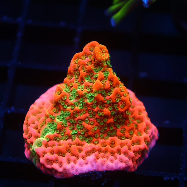 TCK Grafted Cherry Tree Monti