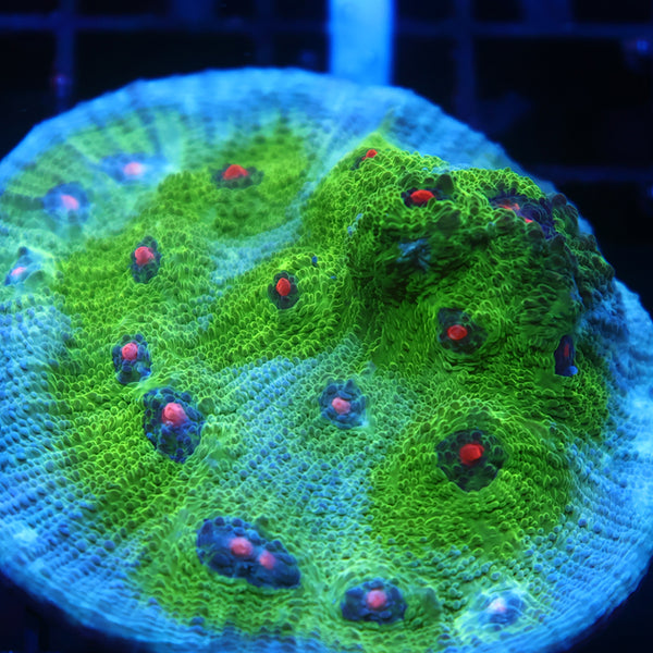 Large GB Avatar Chalice