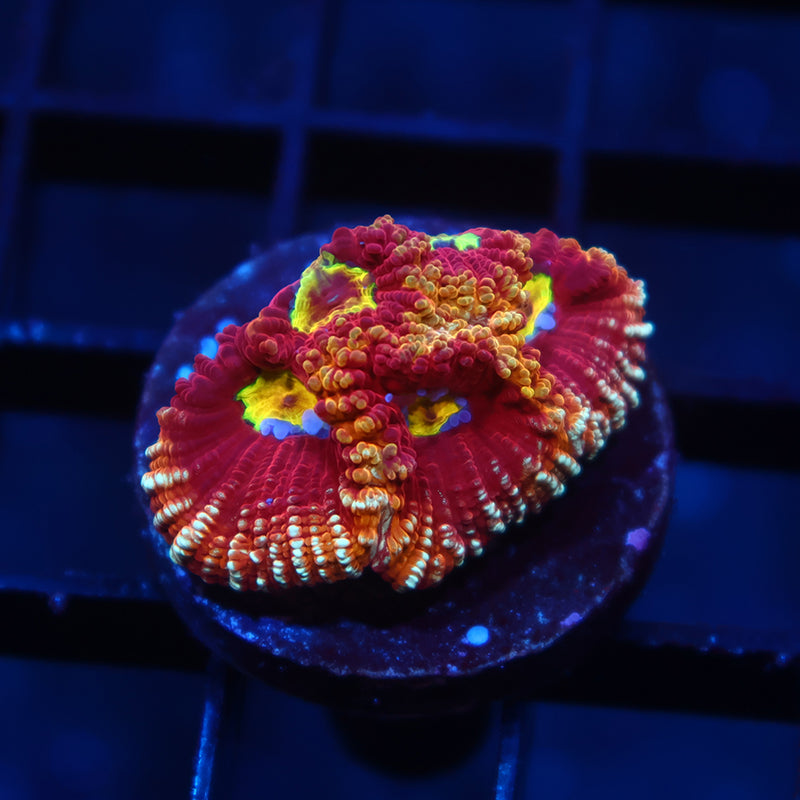 TCK Fireball Favia