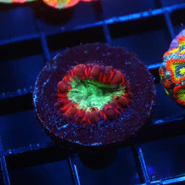 ARC Black Cherry Blasto