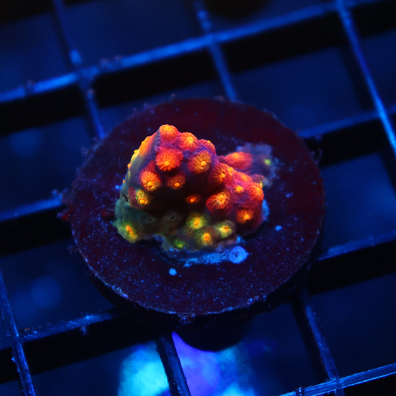 ARC Monet's Madness Cyphastrea