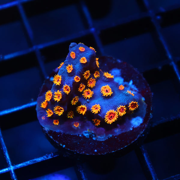 WWC Bizarro Cyphastrea