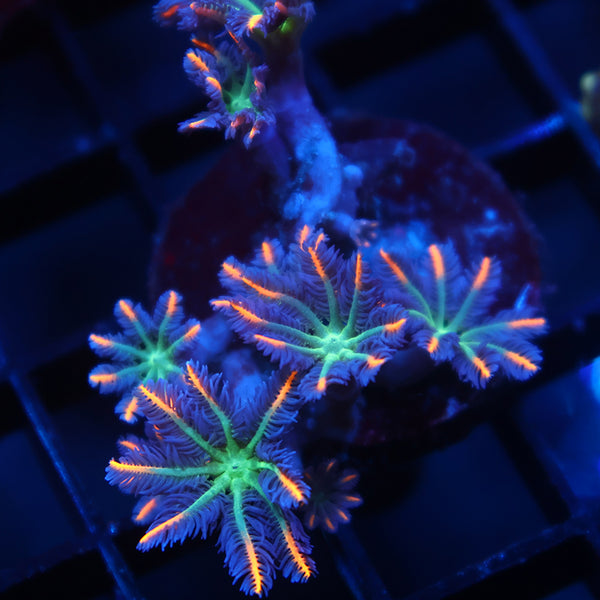 TCK Fireworks Cloves