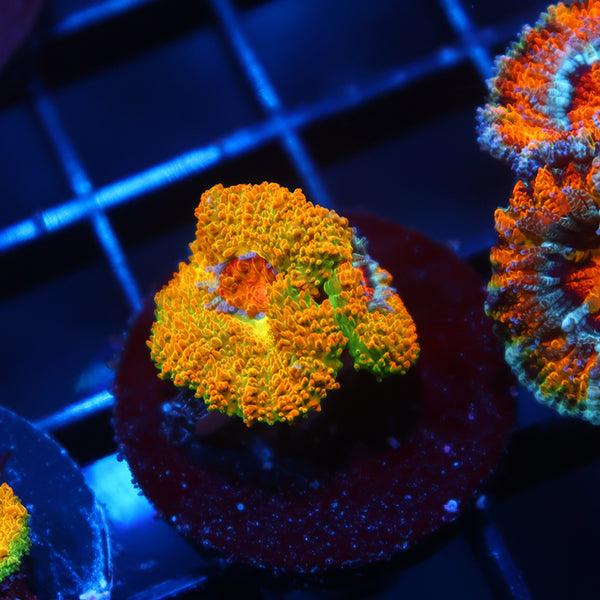 BSA Killshot Acan Lord