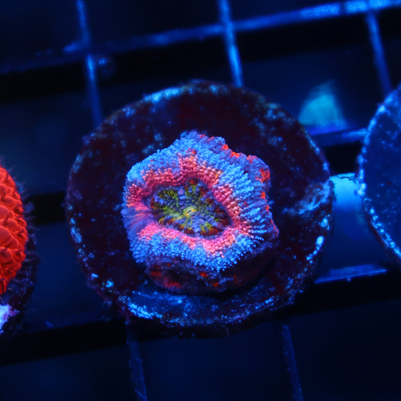 Neptunes Crown Acan Lord