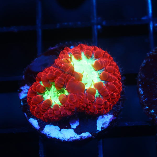 TCK Sour Apples Blasto