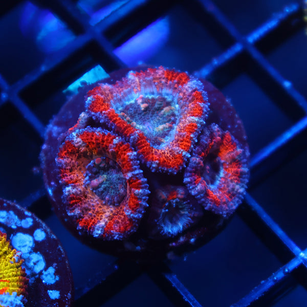 TCK Solar Storm Acan Lord