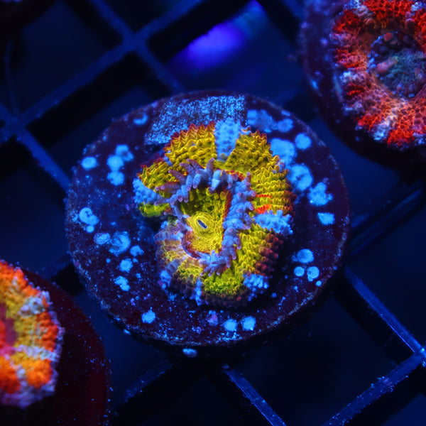 TCK Insanity Rainbow Acan Lord