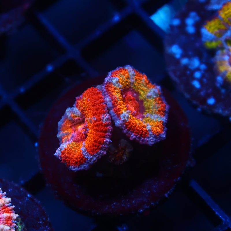 TCK Rainbow Acan Lord