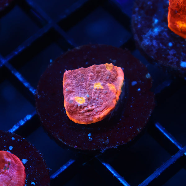 TCK Sunrise Rim Chalice