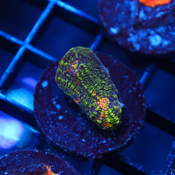 TCK Toxic Rainbow Swirl Chalice