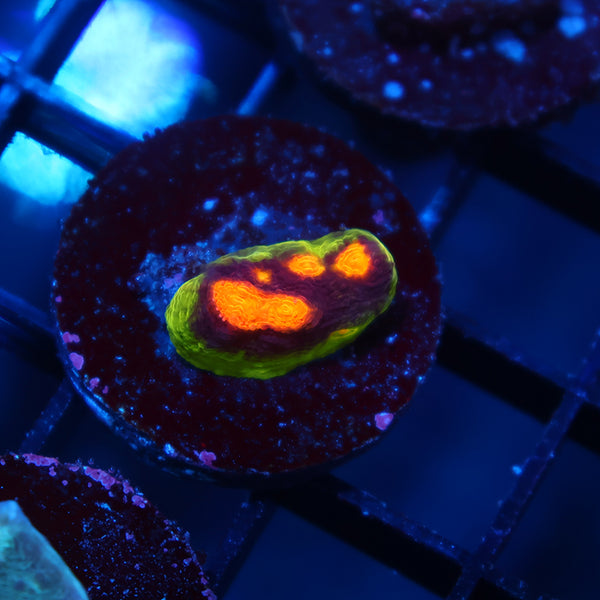 JF Crazy Fox Chalice