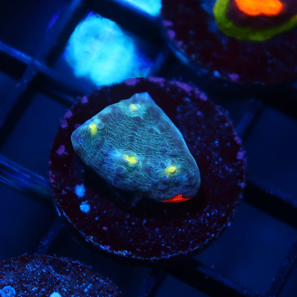 TCK Whirly Pop Chalice