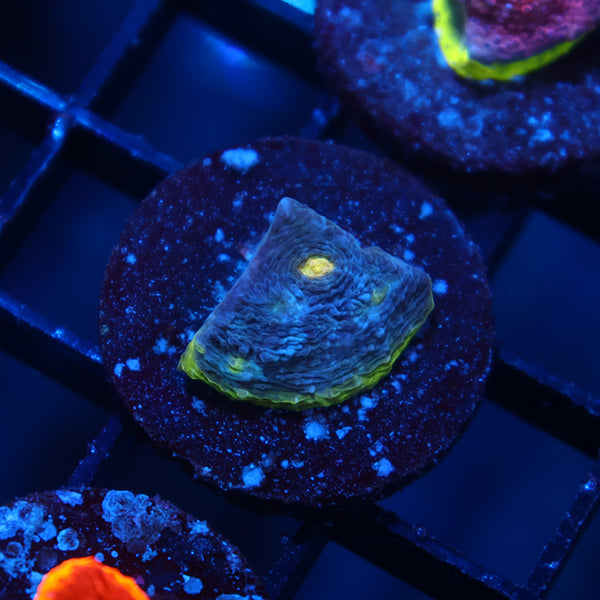 TCK Blue Crush Chalice