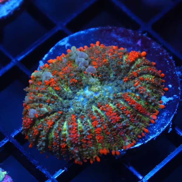 Deathstroke Bounce Mushroom