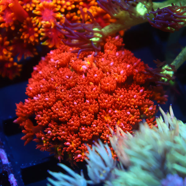 TCK Oddball Goni Bernardpora