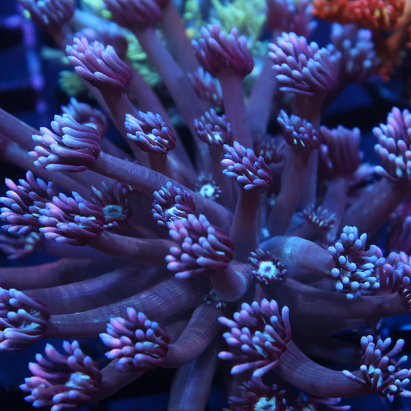 Large TCK Grape Gumballz Goni