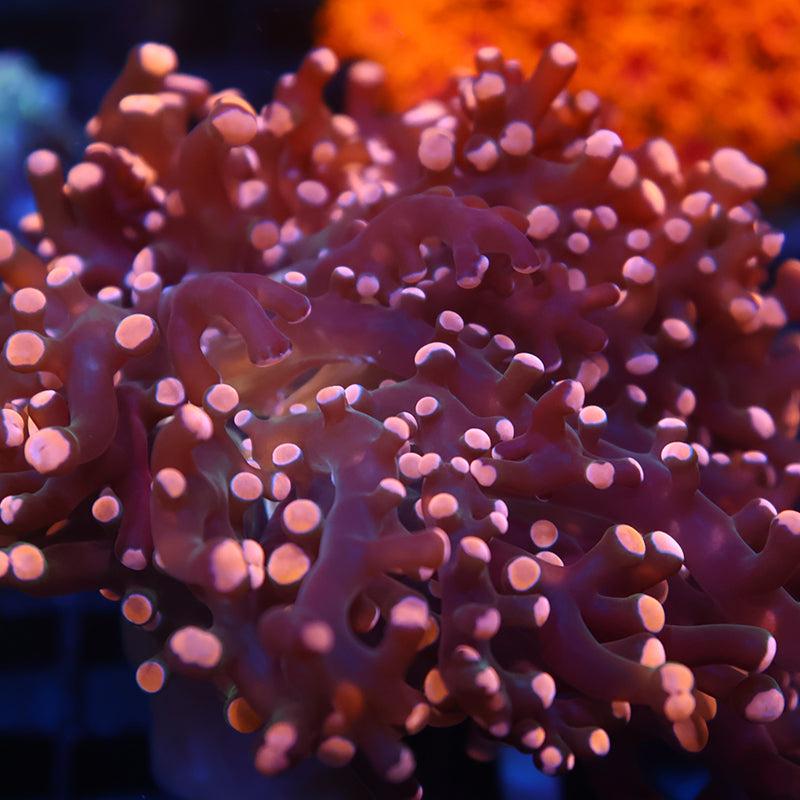 TCK Branching Peach Frogspawn
