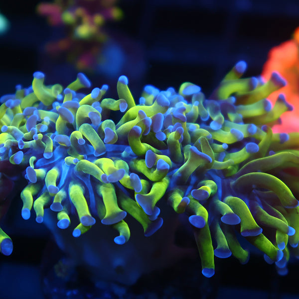 TCK Purple Tips Branching Hammer